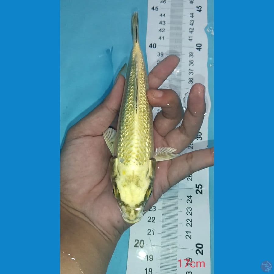 MUKASI GINRIN ~ 17CM