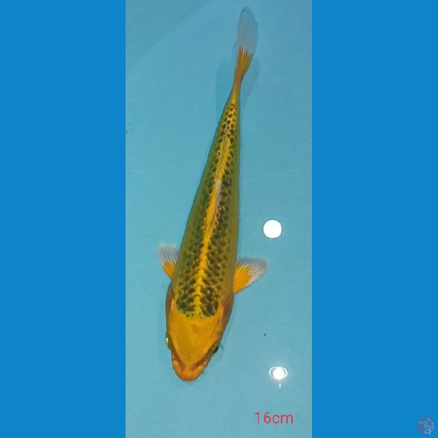 MATSUBA ~ 16CM
