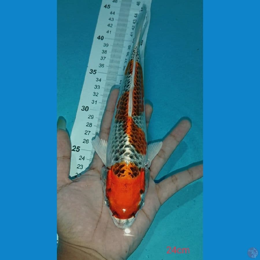 KUJAKU ~ 24CM
