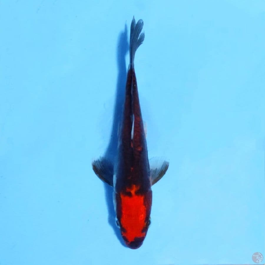benikumon