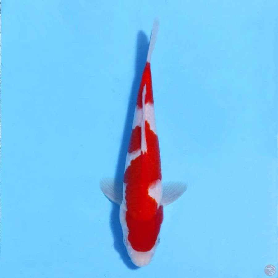 red kohaku