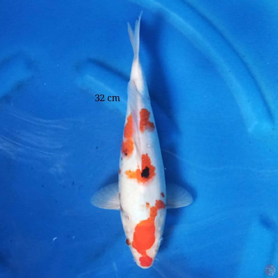 kindai showa 32 cm male