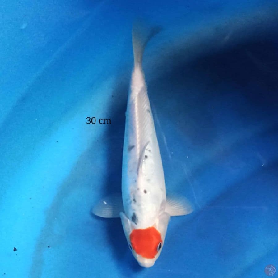 Tancho matsuba 30 cm male