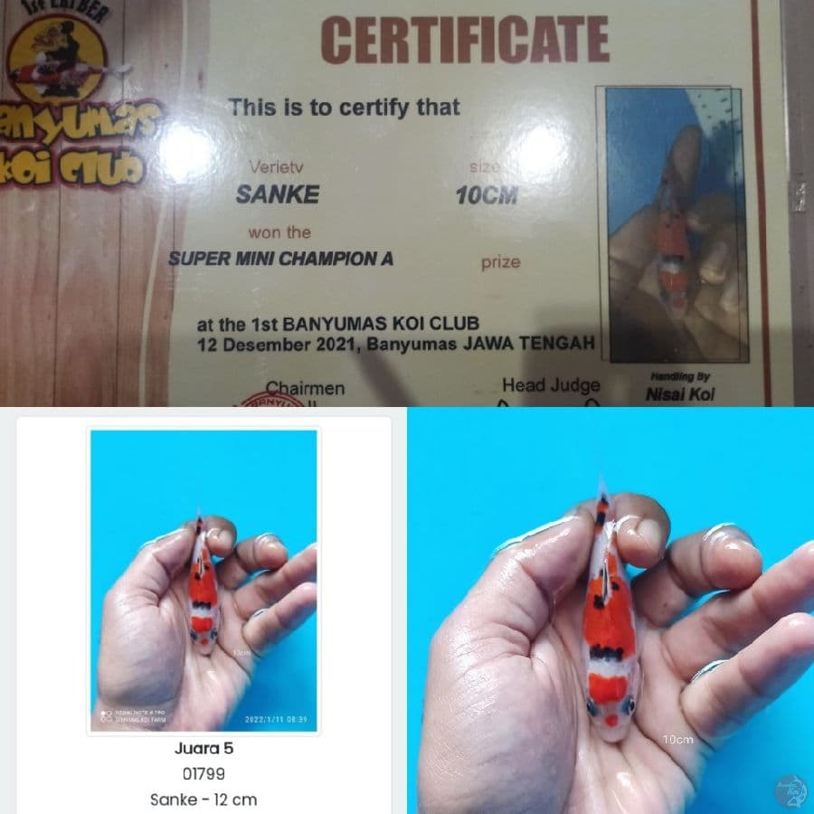 SUPER SANKE 15BU CHAMP