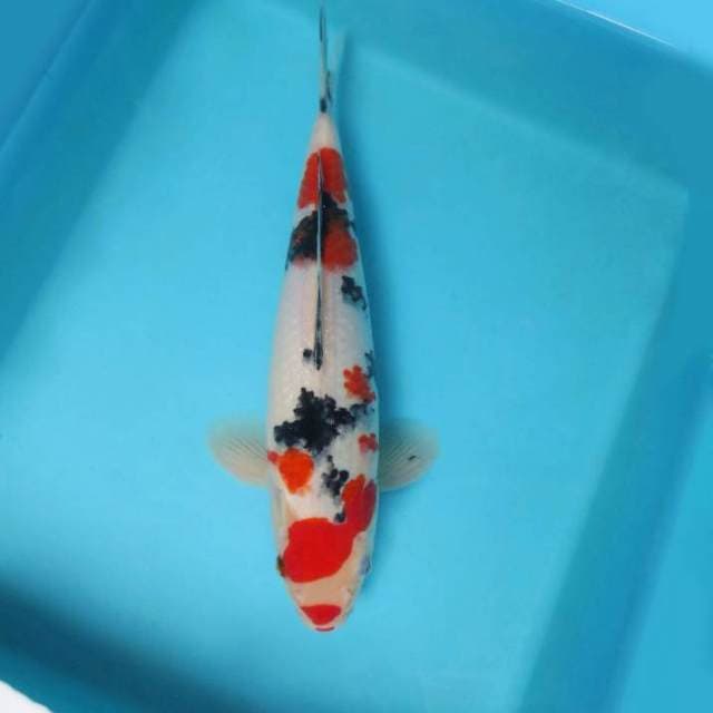 TSUBOSUMI SANKE,-