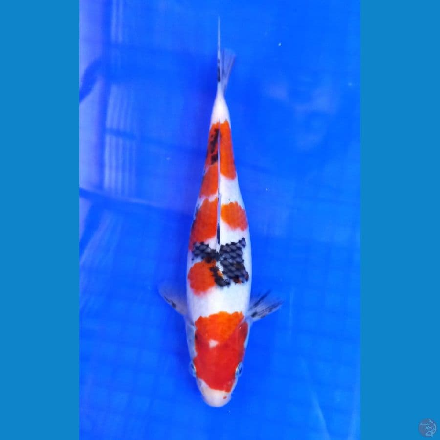 sanke 25 cm