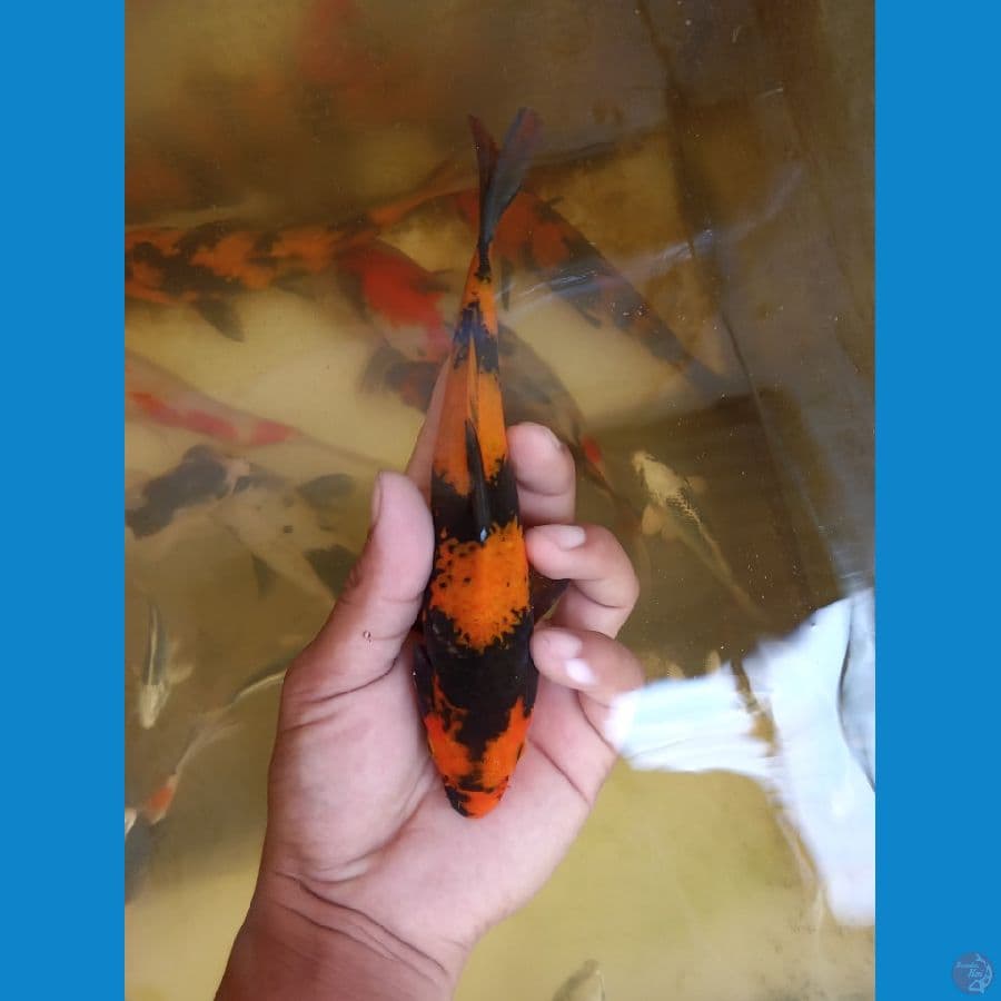 hi utsuri metir 18cm