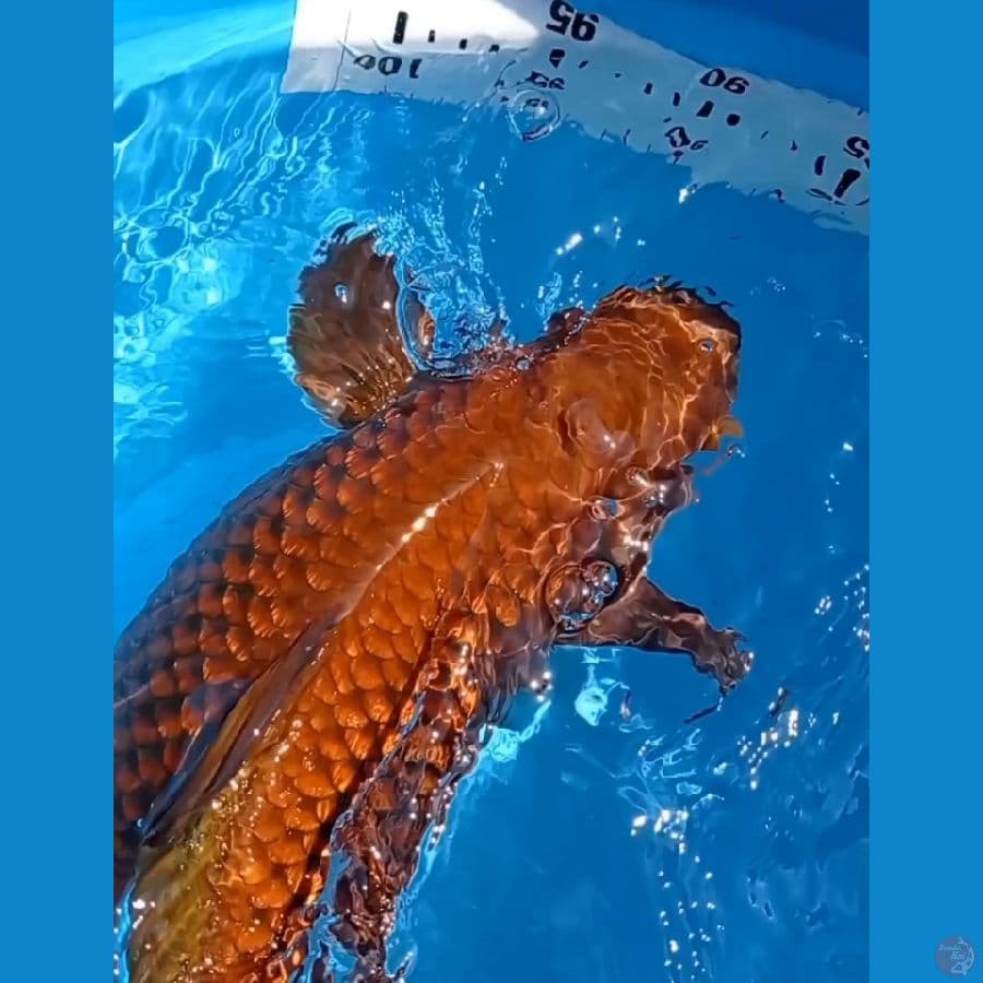 Jumbo cagoi ginrin 50 cm gendong telor