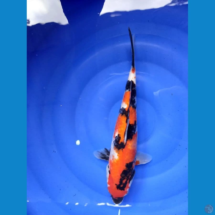 showa 34cm
