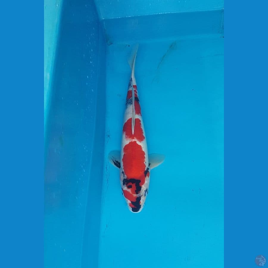 showa 39cm