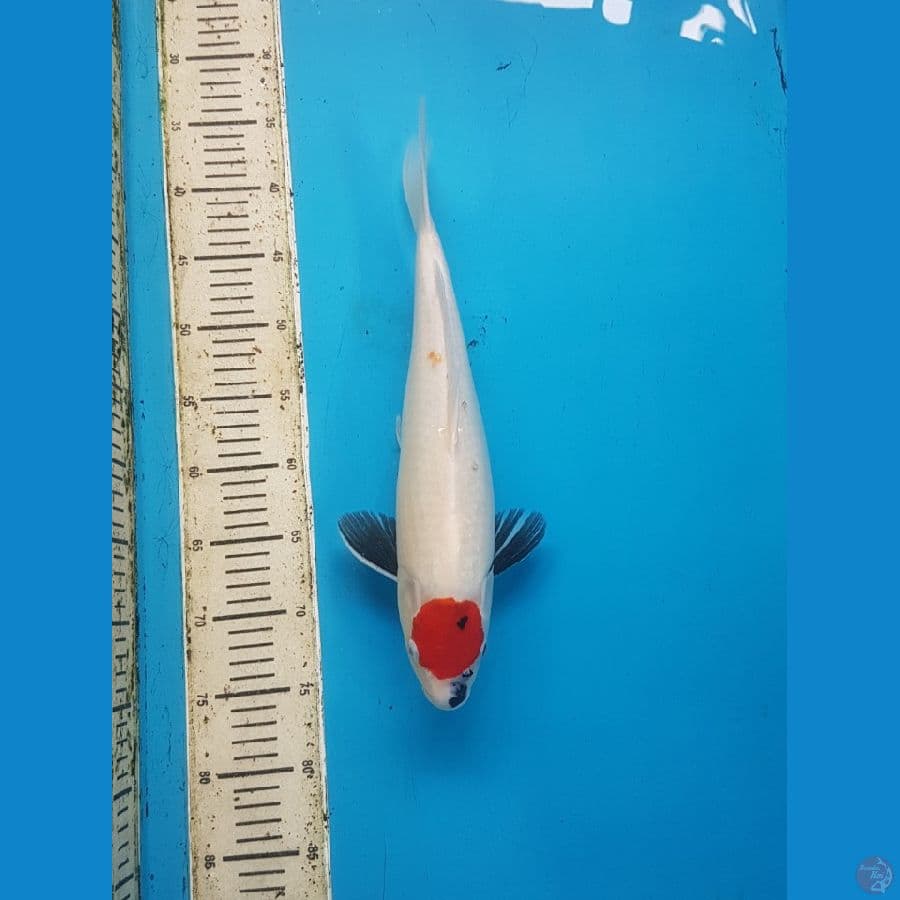 tancho showa 40cm