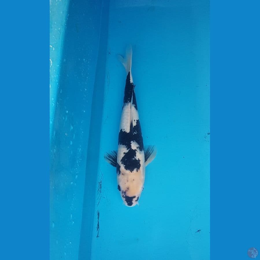 shiro 39cm