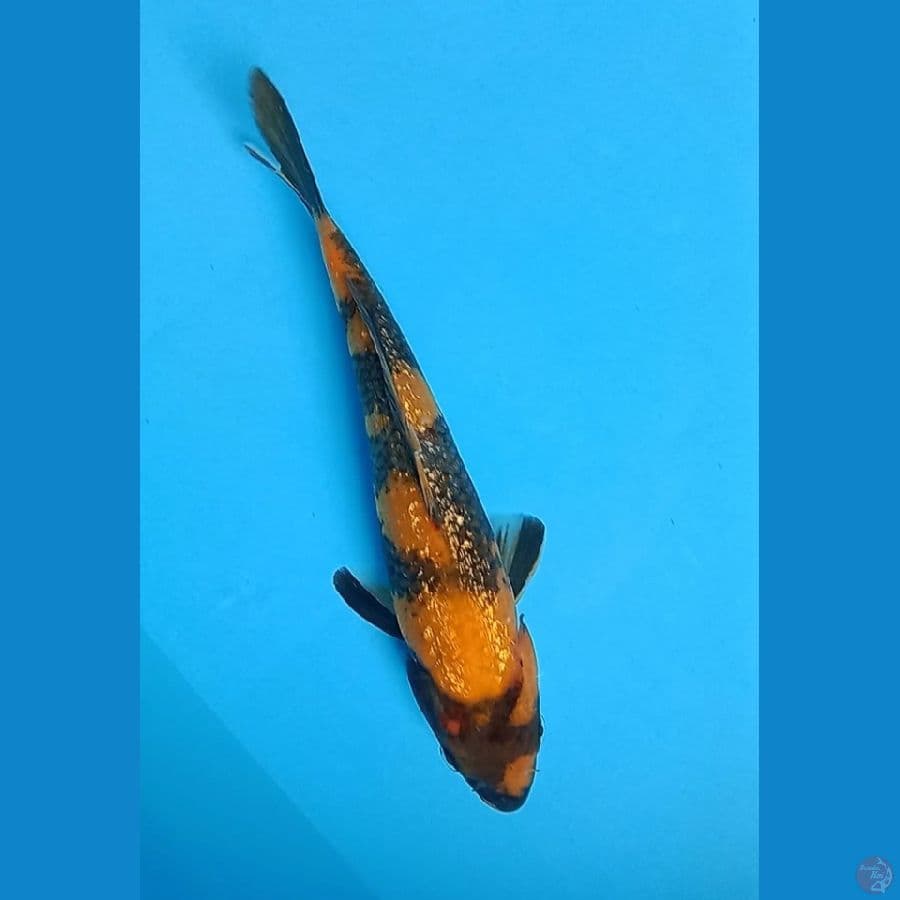 utduri ginrin