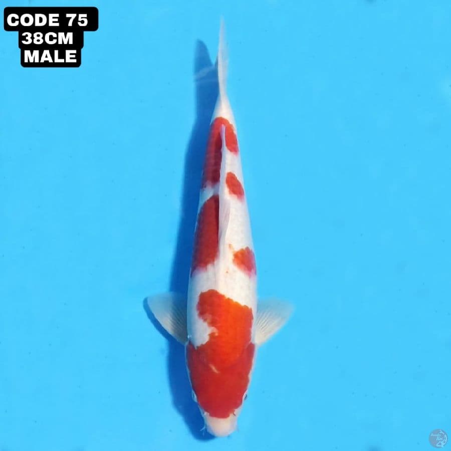 KOHAKU PROSPEK JUMBO ORIGINAL