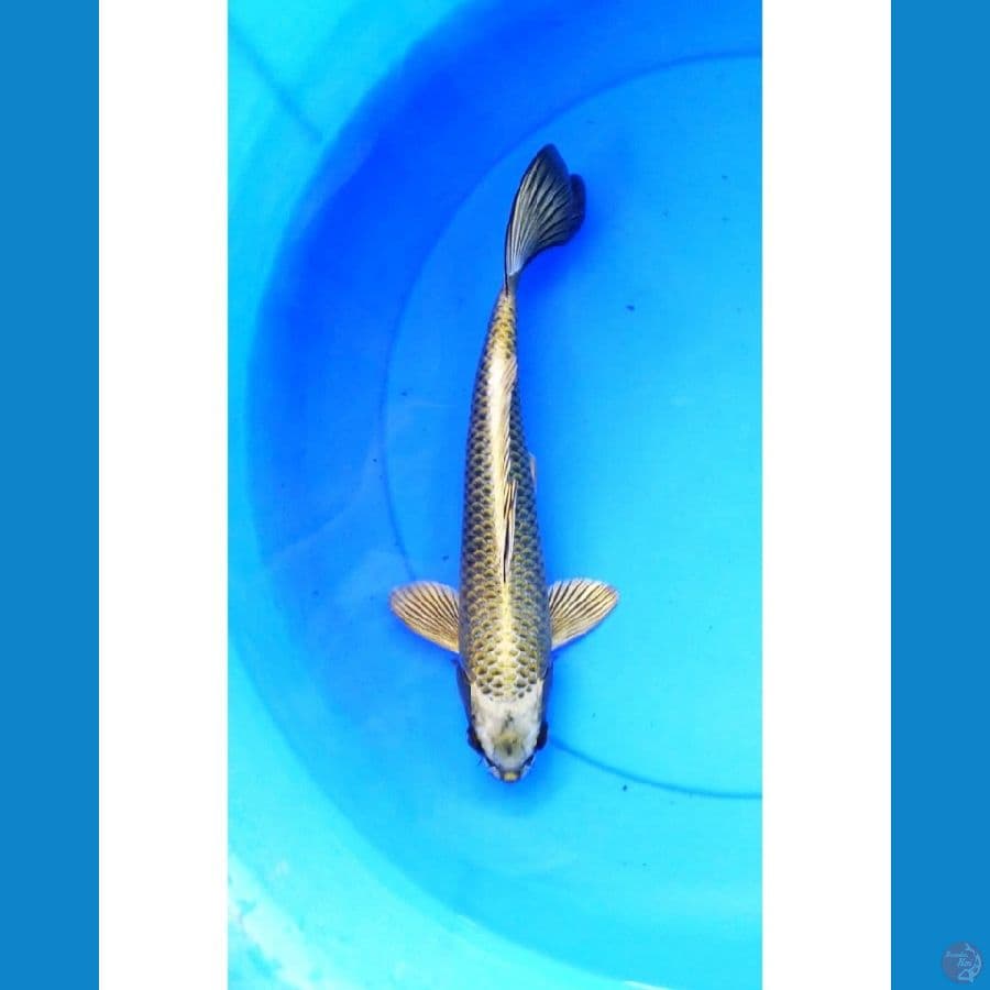 Mukashi ring rapi male 30 cm