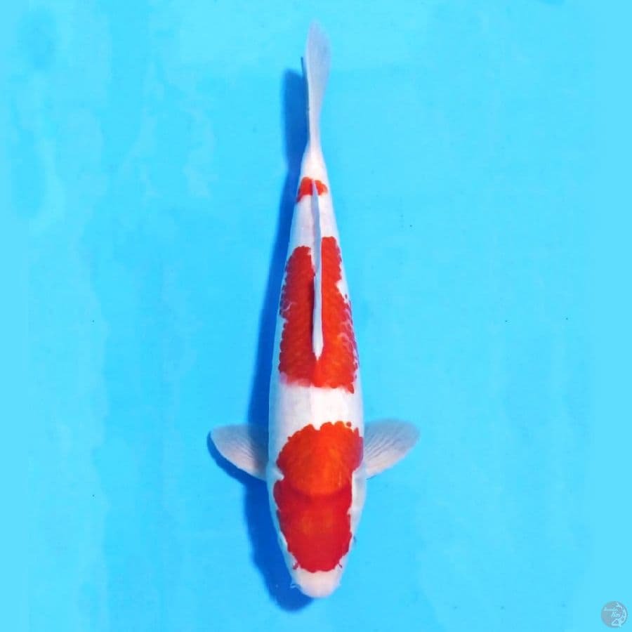 KOHAKU 3 STEP ORIGINAL
