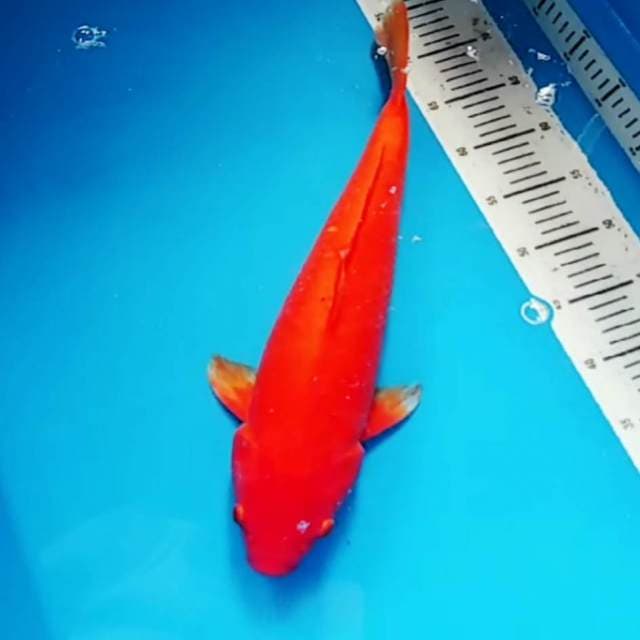 Benigoi 49cm f1