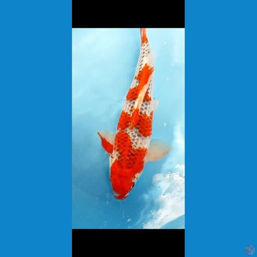 GHOSIKI strong MALE 41 CM