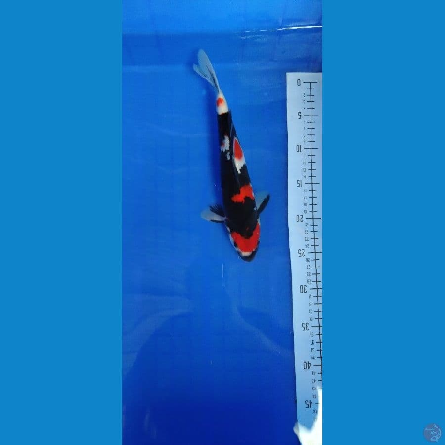 showa 30 cm