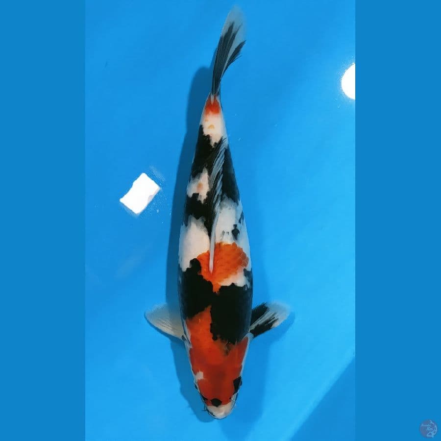 showa 34cm