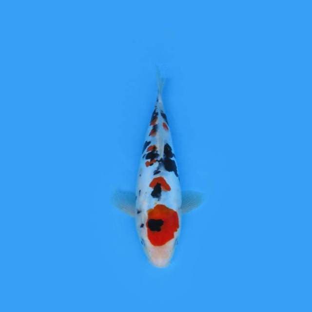 30 cm - SANKE DOITSU