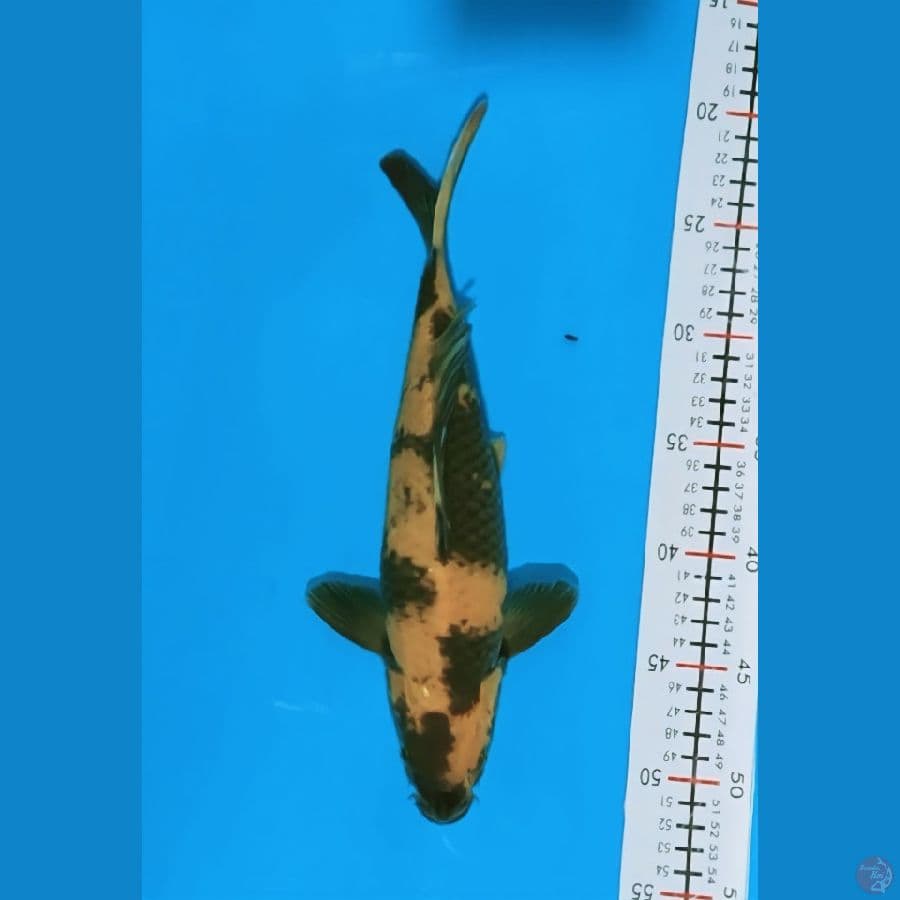 uts 30cm/male