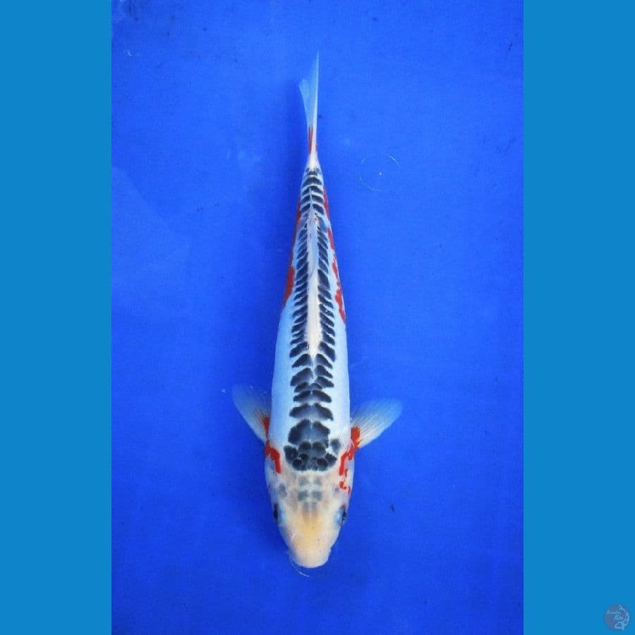 shusui ±30cm