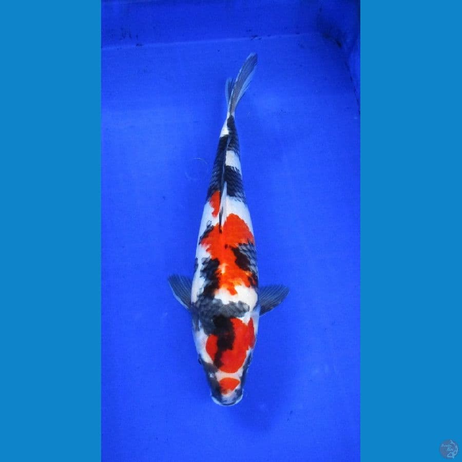 showa ±35cm