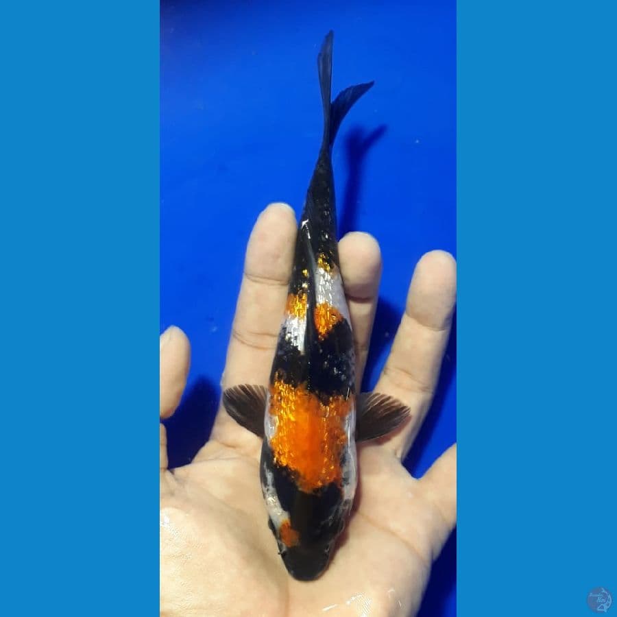 showa Ginrin 18cm