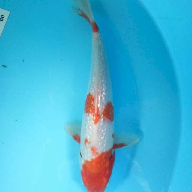 Kohaku gindrin