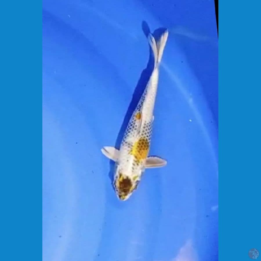 kin showa 24 cm