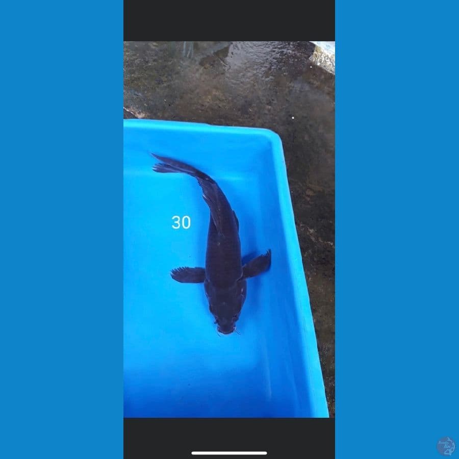 kumpay karasu 30cm