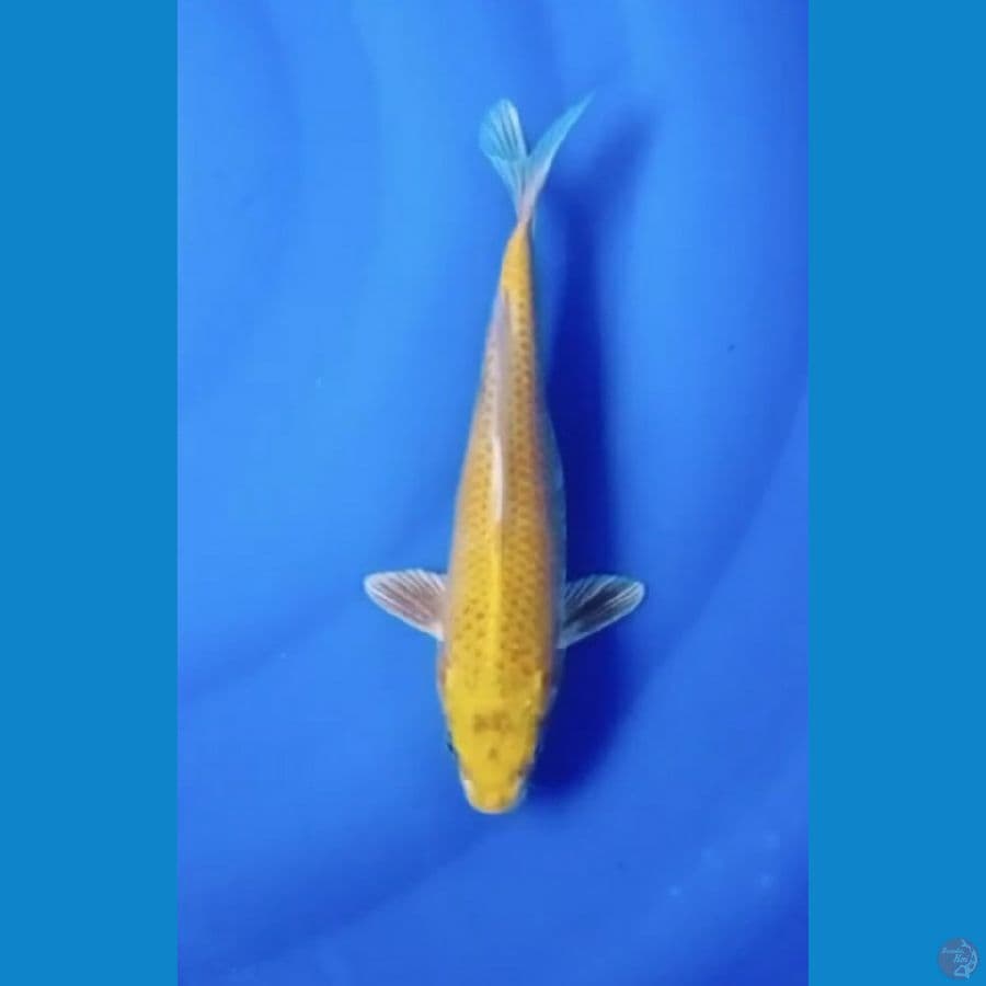ogon 28 cm