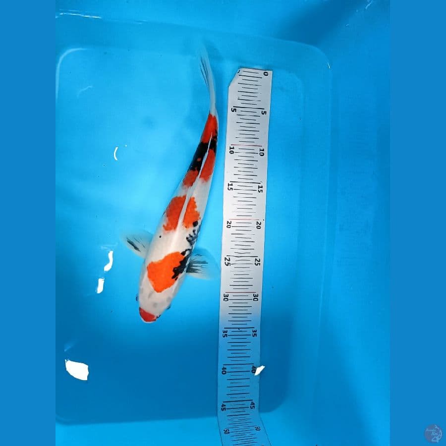 showa 34 cm
