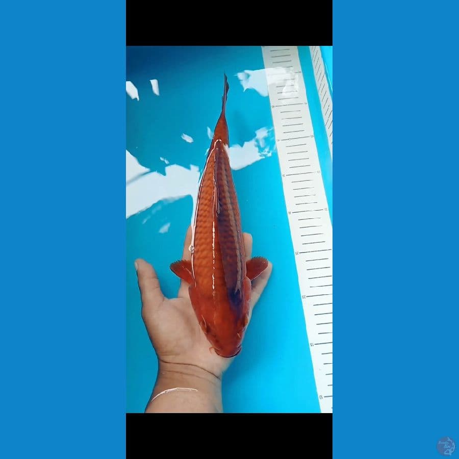 chagoi 30 cm
