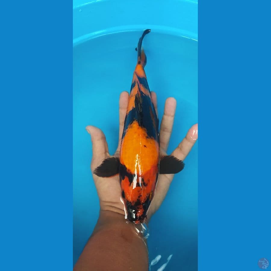 hiutsuri 28cm