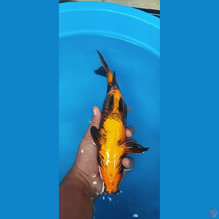 hiutsuri 28cm