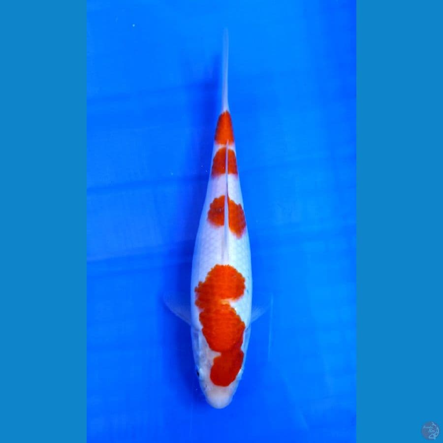 Kohaku