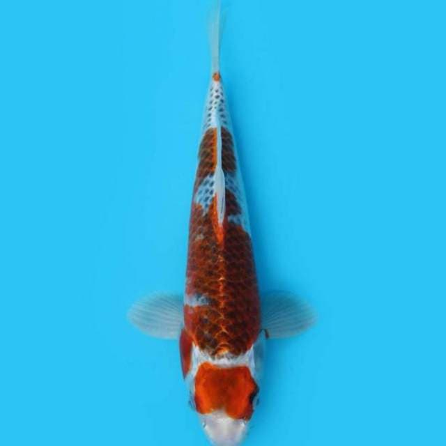 29 cm - KUJAKU