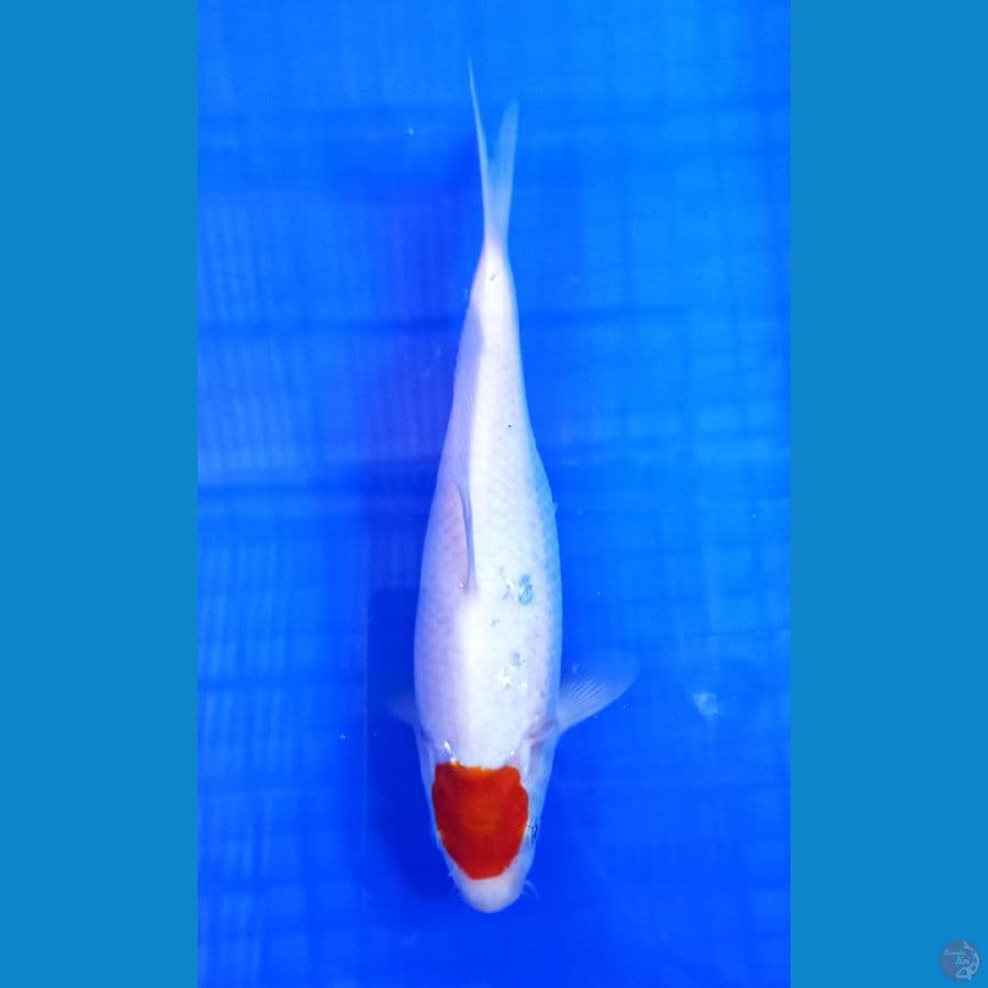 Tancho