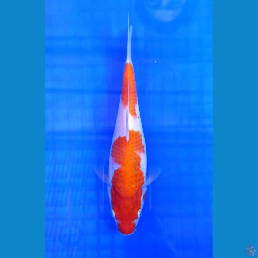 Kohaku