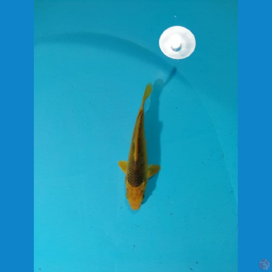 Minion SQ Ki Matsuba mata merah