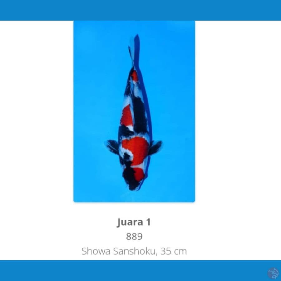 Showa Sanshoku size 41cm / fm