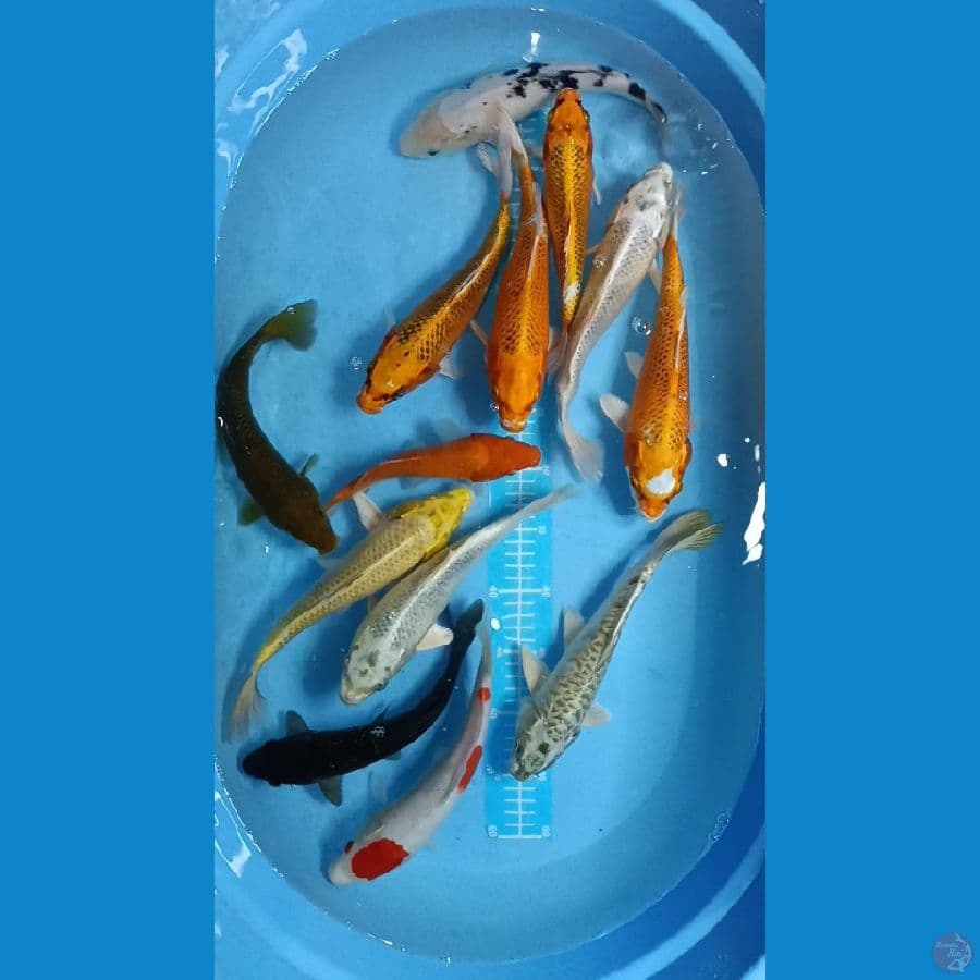 Paket Mix 13 ekor ~ 21-27cm