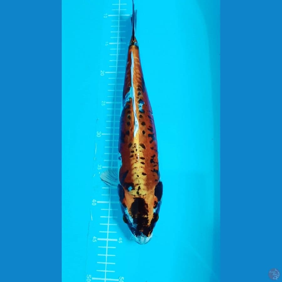 KIKORYU ~ 36cm