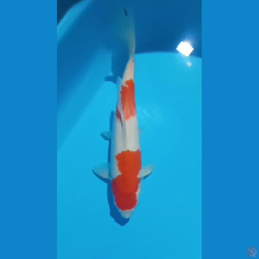 kohaku 34 cm