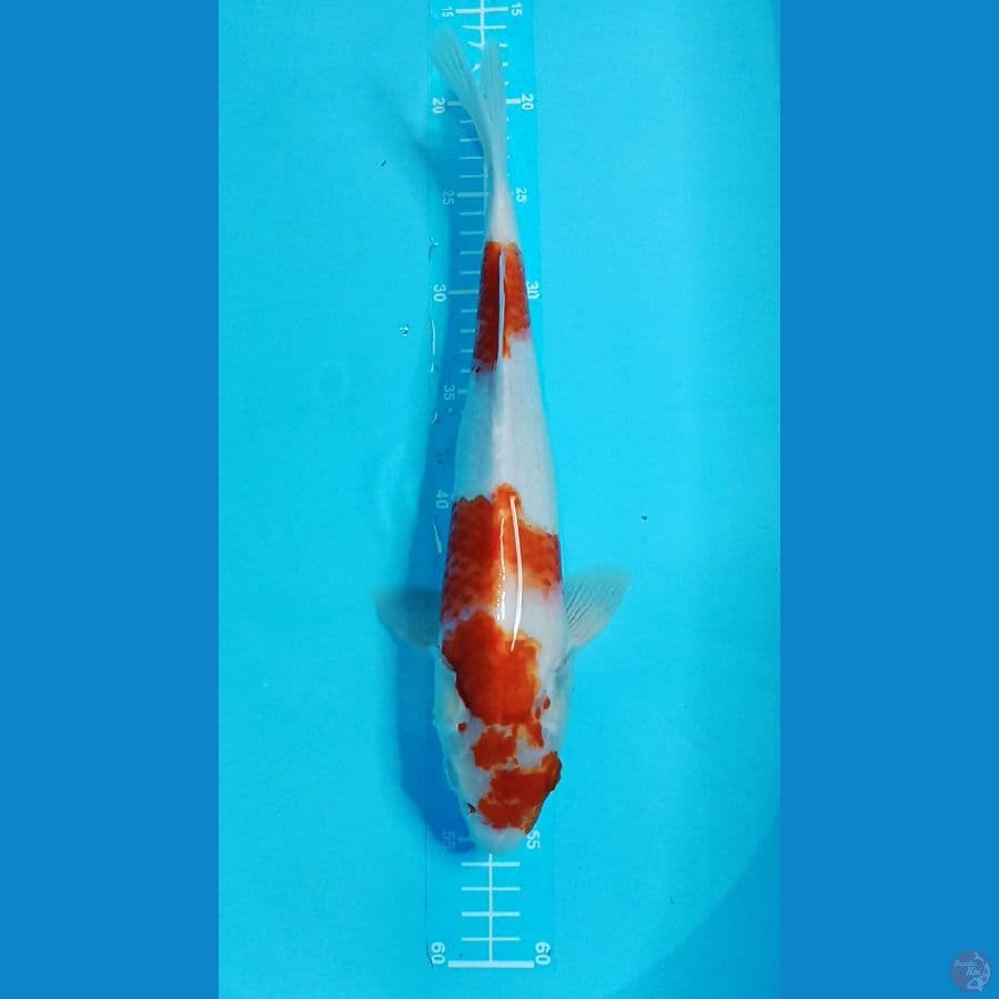 KOHAKU ~ 36CM