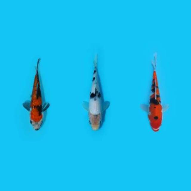 17-19-23 cm - MIX
