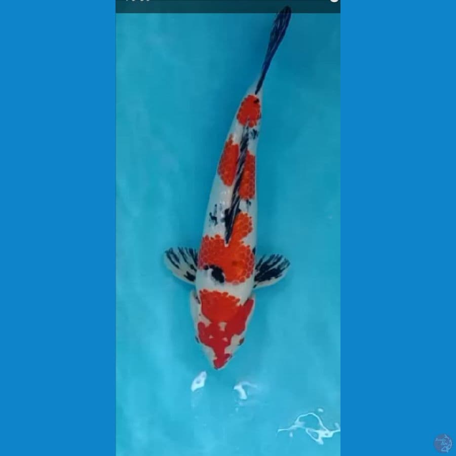 sangke ginrin 40 cm