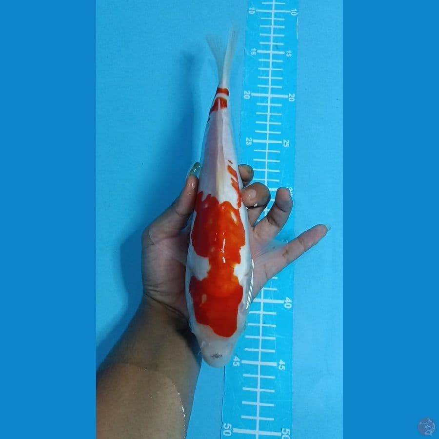KOHAKU ~ 29CM